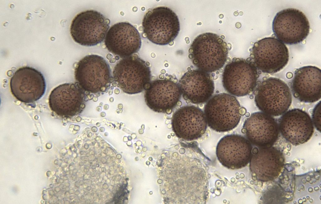 Physarum conglomeratum